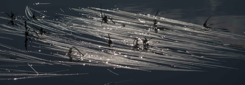 Illustrasjonsbilde av natur